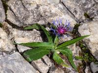 Berg-Flockenblume zwischen Felsen
